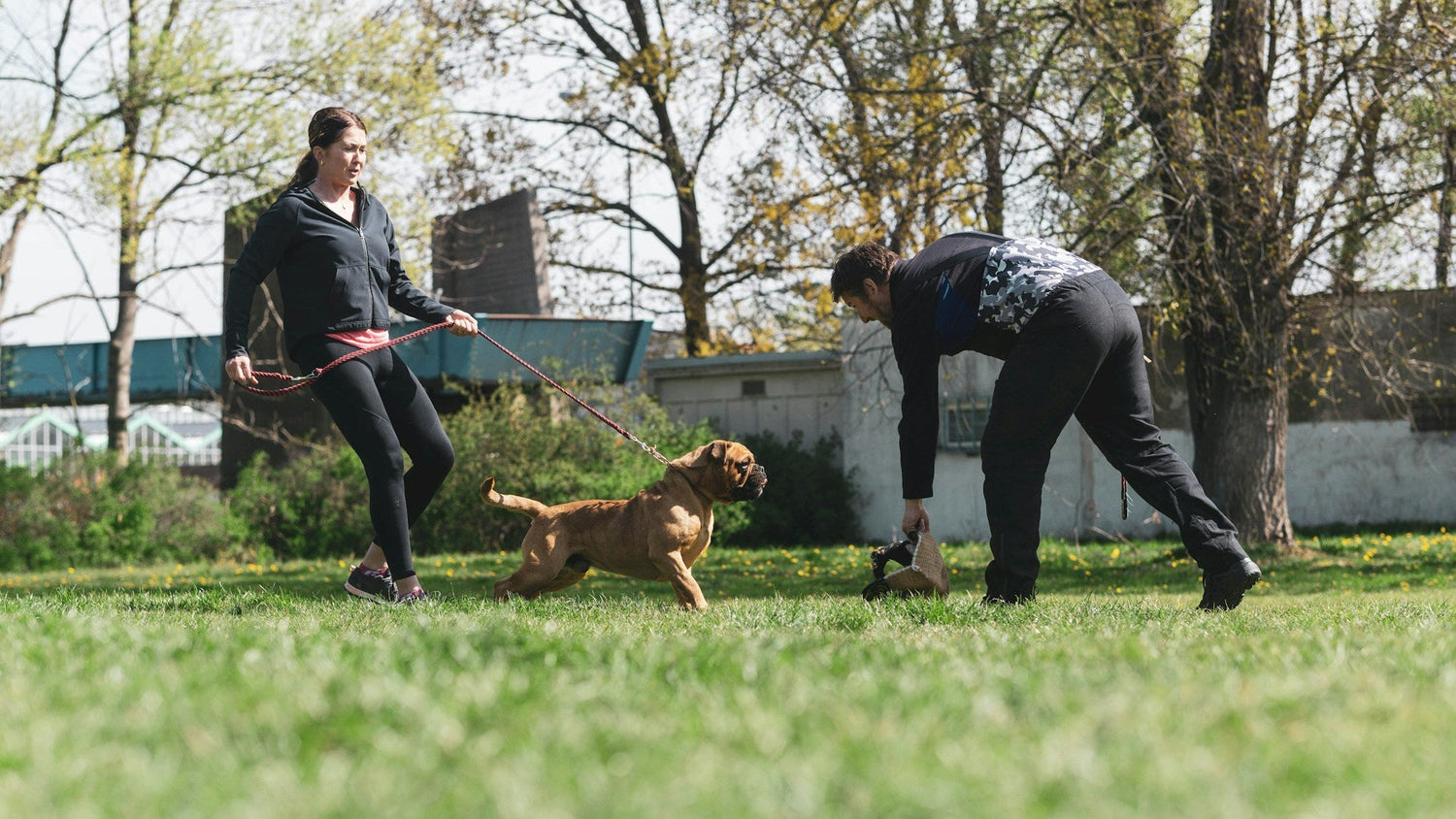 Dog Training & Behavior