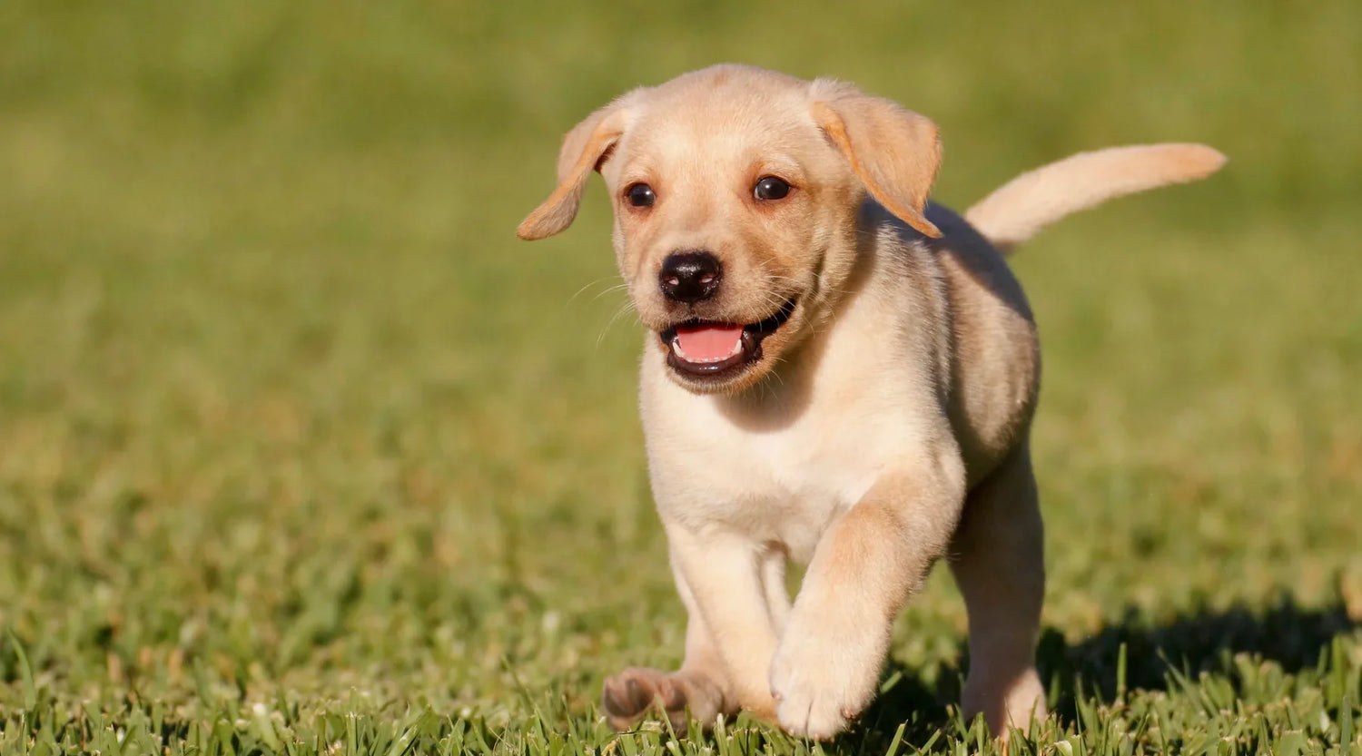 Labrador Dog Price in India