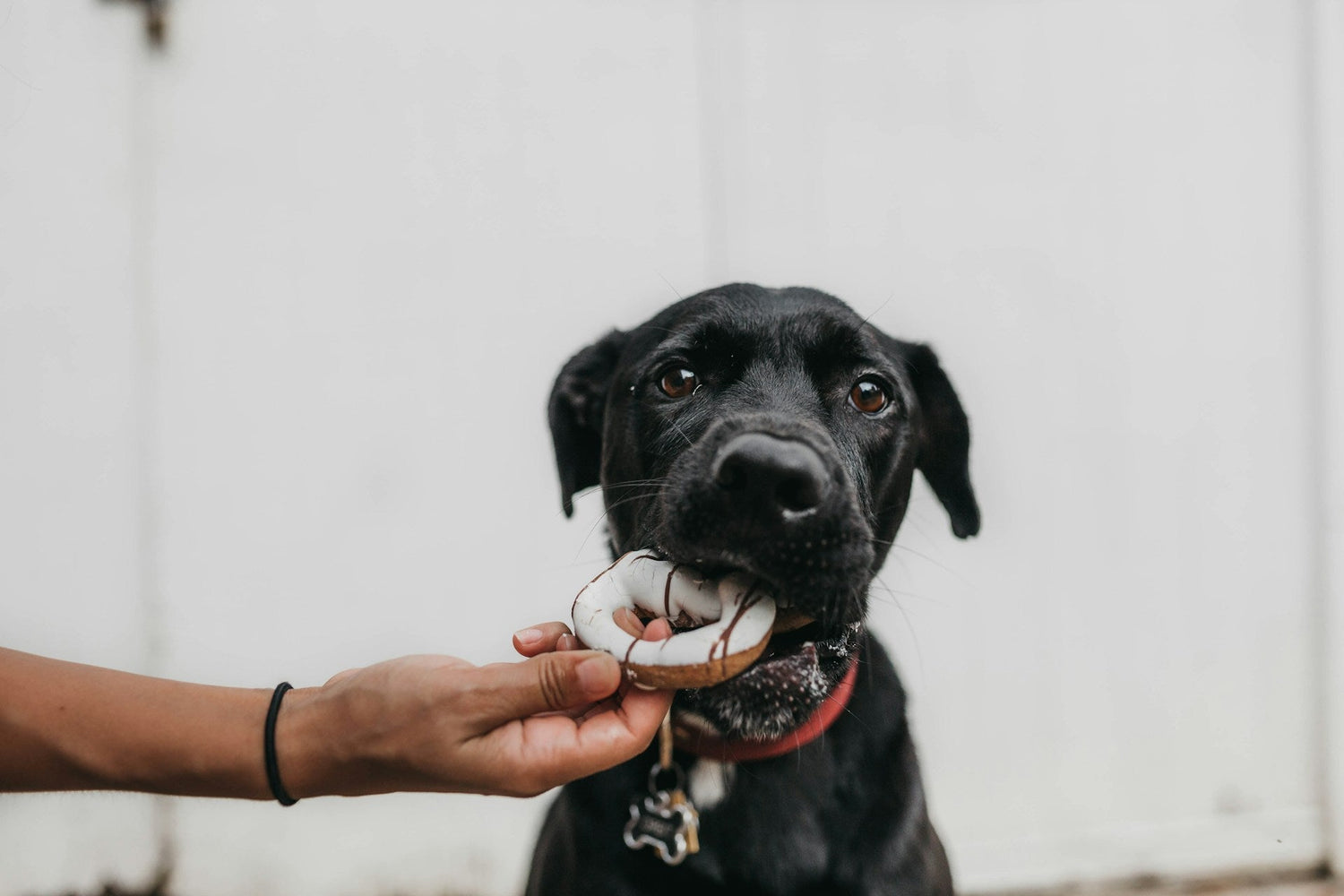 Chew It Like You Mean It: Why the Pawzzles Donut Dog Chew Toy Is Every Pup’s Favorite Treat