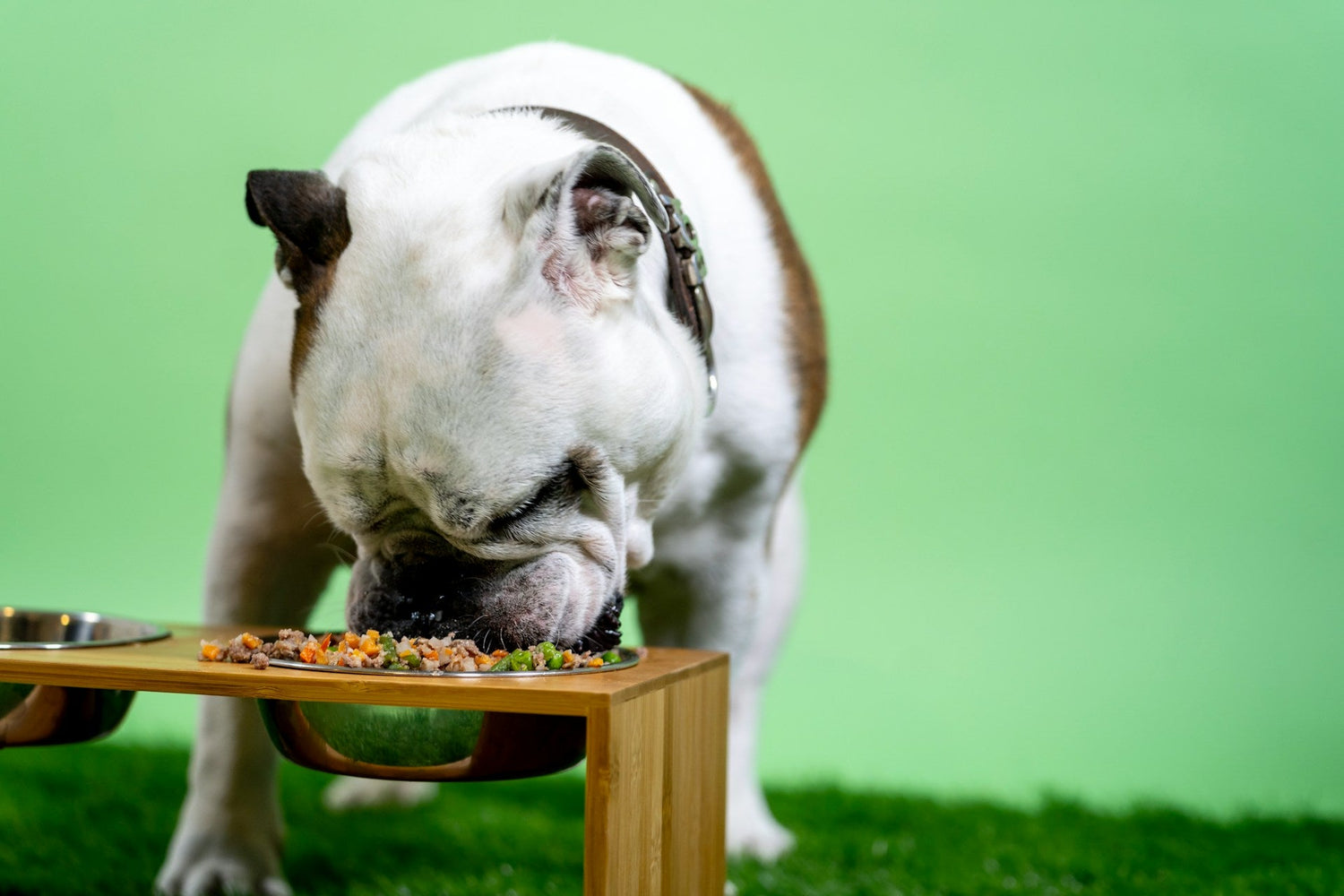 Balanced, Barked, and Approved: Choosing the Right Meat and Rice Dry Food for Adult Dogs