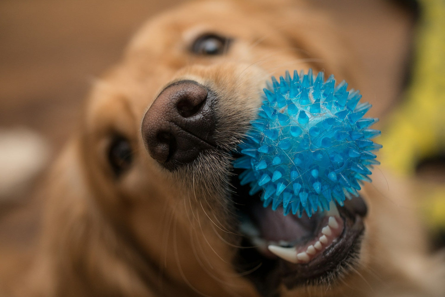 Ultimate Ball Dog Chew Toy