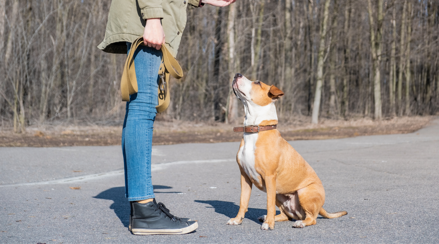 Comprehensive Guide to Dog Training & Behavior: Achieve a Well-Behaved and Happy Canine