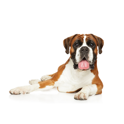 Boxer