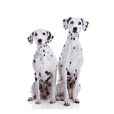 Dalmatian