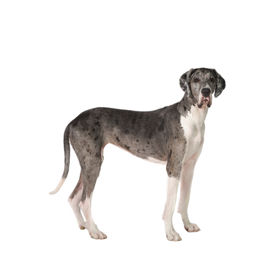 Great Dane
