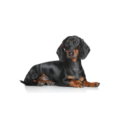 Miniature Dachshund