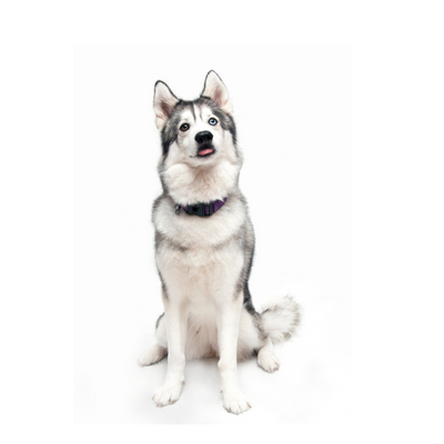 Siberian Husky