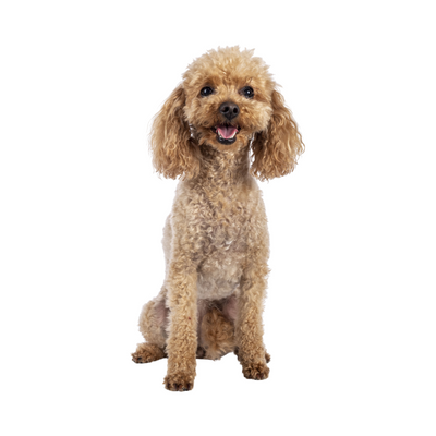 Toy Poodle