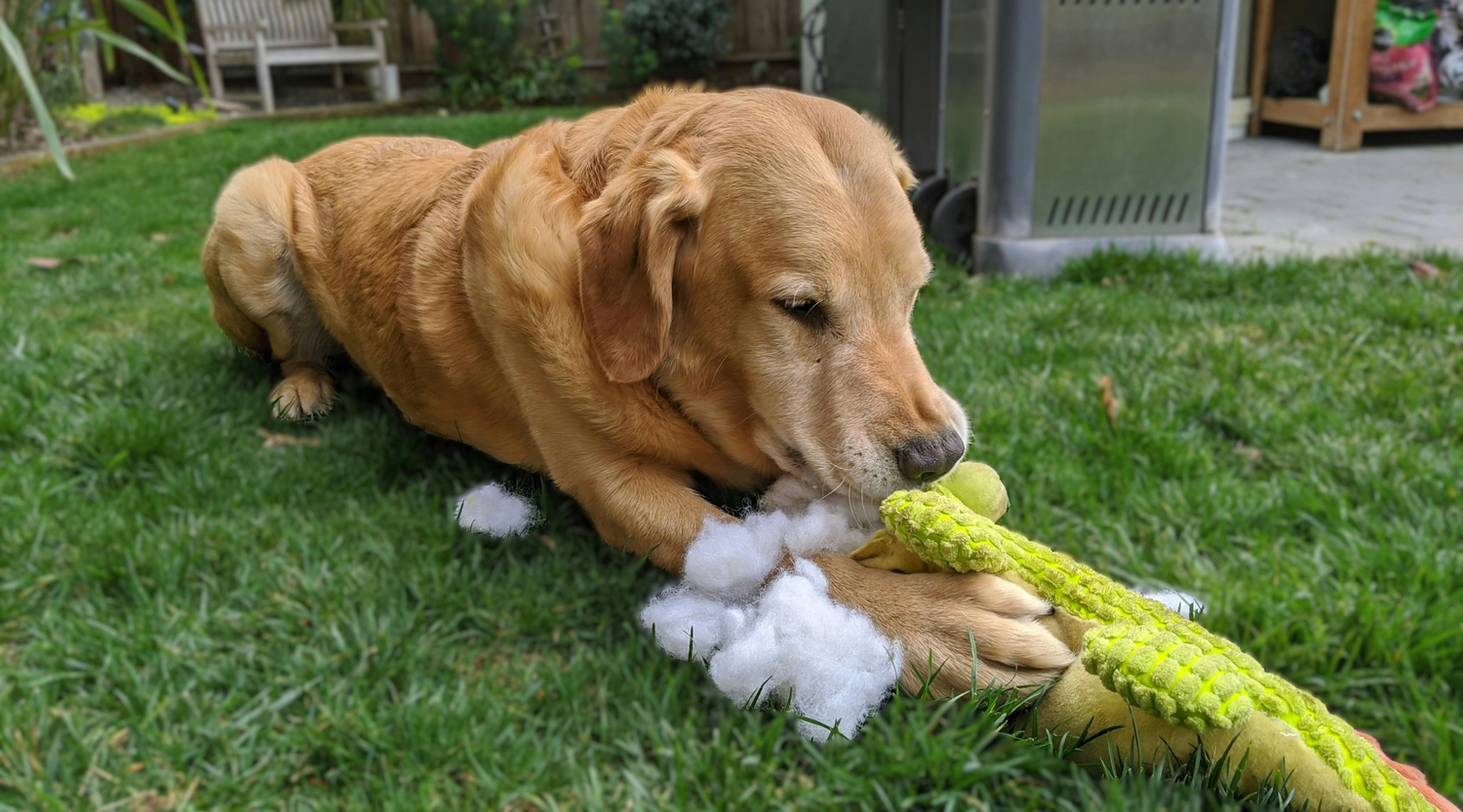 Ball Dog Chew Toys