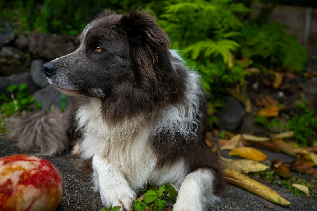 Picky Eater? Not Anymore with Chicken Vegetable Adult Dog Dry Food