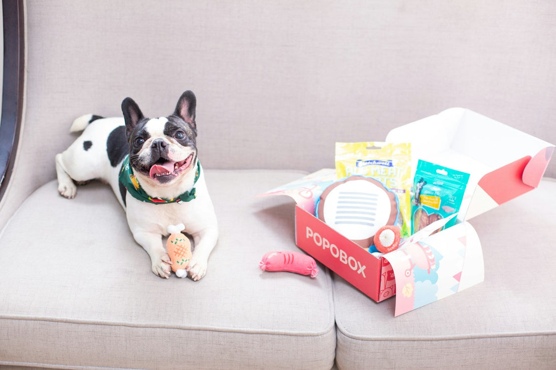 Dog Food and Accessories