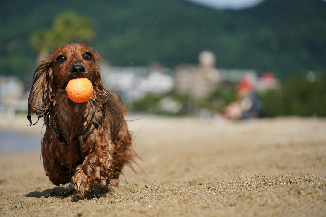 Light Up the Fun: How the UV Ball Mini Toy Keeps Pups Entertained for Hours