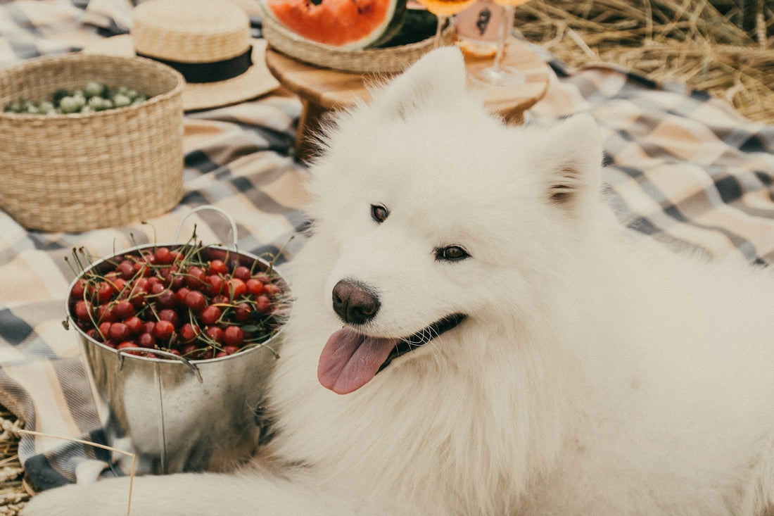 Veg Dog Food