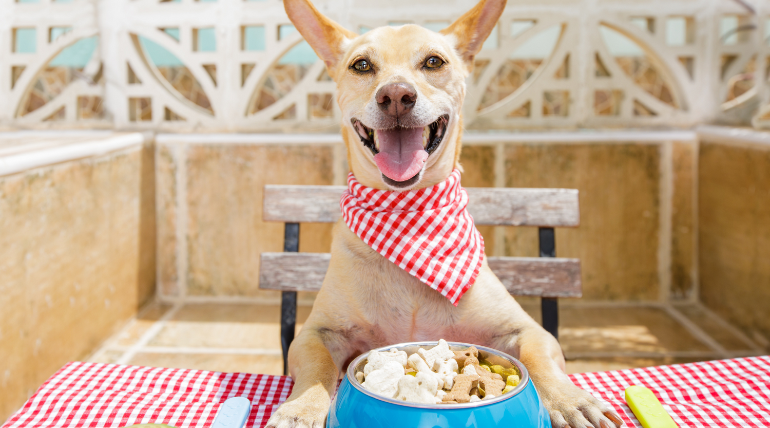Comprehensive Guide to Choosing the Best Dog Food in Bhopal