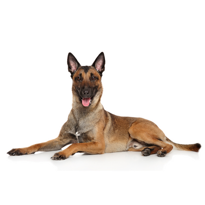 Belgian Malinois