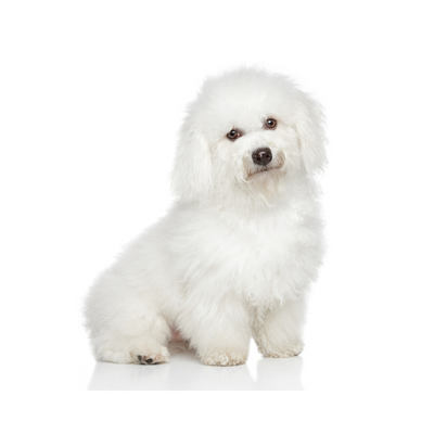 Bichon Frise