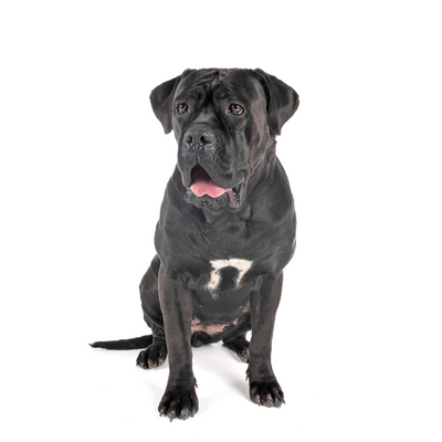 Bullmastiff