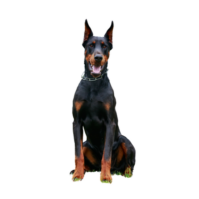 Doberman Pinscher