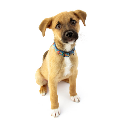 Indian Pariah Dog (Indie)