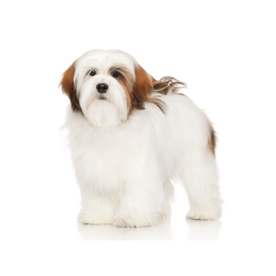 Lhasa Apso