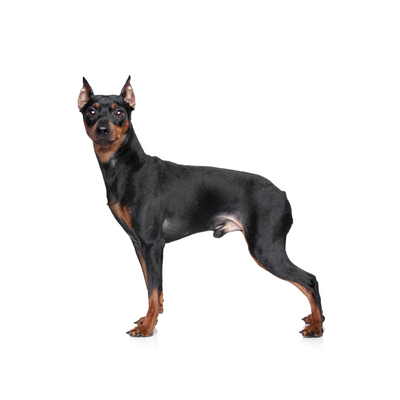 Miniature Pinscher