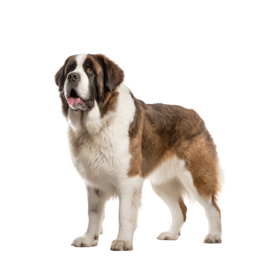 Saint Bernard